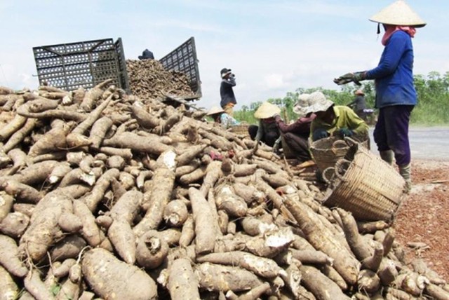 Cassava sector targets US$2 billion export turnover by 2030- Ảnh 1.