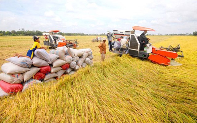 Rice export turnover increases by 38% in January-May- Ảnh 1.
