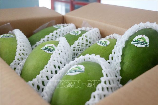 Can Tho exports first batch of green skinned mangoes to Australia, U.S.- Ảnh 1.