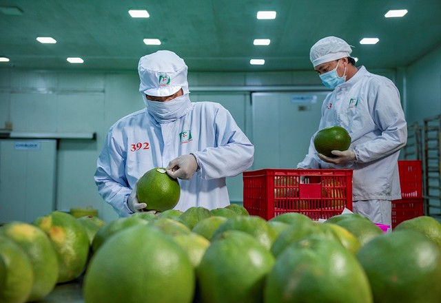 Fresh pomelo obtains permit to Korean market- Ảnh 1.