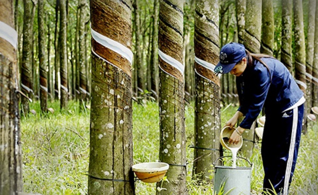 Rubber export may reach US$3.2 billion in 2024- Ảnh 1.