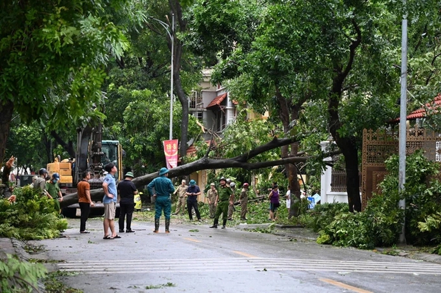Ha Noi determined to clear uprooted trees by September 12- Ảnh 1.