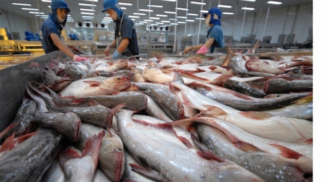 Viet Nam’s exporters do not dump pangasius into U.S. market: DOC- Ảnh 1.