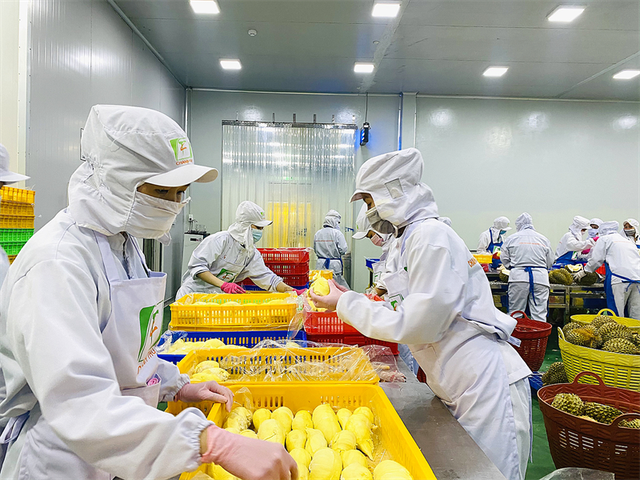 Viet Nam exports first batch of frozen durians to China- Ảnh 1.