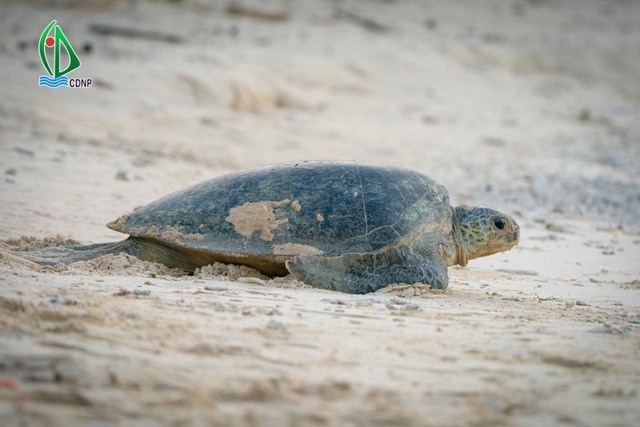 Con Dao National Park enters IUCN Green List- Ảnh 3.