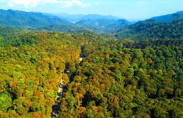 Viet Nam launches US$102 million initiative to protect forests, boost rural incomes  - Ảnh 1.