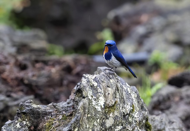 Viet Nam home to 36 national parks- Ảnh 2.