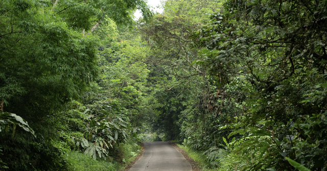 Viet Nam gains nearly US$72 million from carbon credit - Ảnh 1.