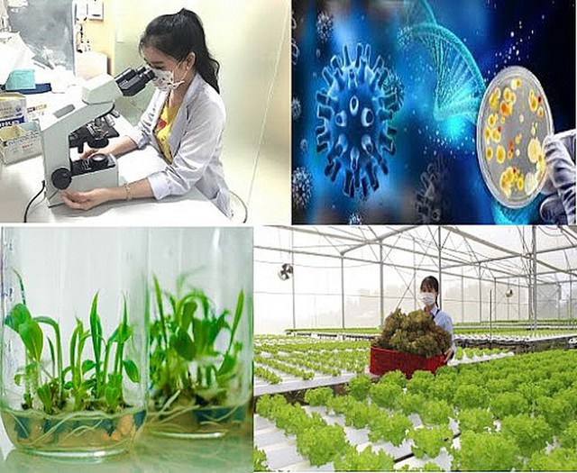 Gov’t approves biotechnology development plan in agriculture and environment- Ảnh 1.