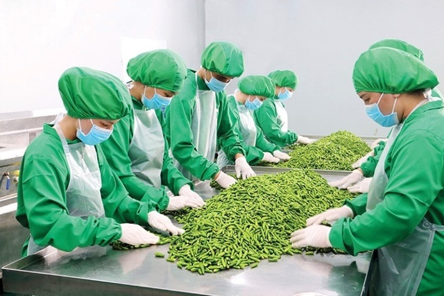 2024年第一季度越南蔬果出口金额创新高- Ảnh 1.