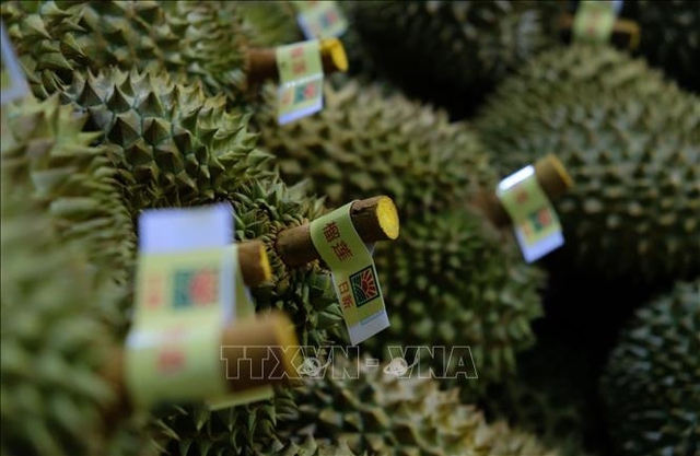 越南榴莲对华出口量超过泰国- Ảnh 1.