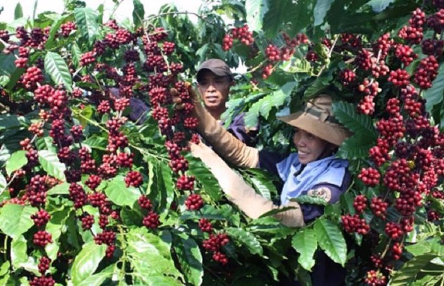 越南咖啡对西班牙市场出口额翻一番- Ảnh 1.