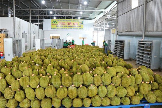 2026年前5个月越南农林水产品出口300多亿美元- Ảnh 1.