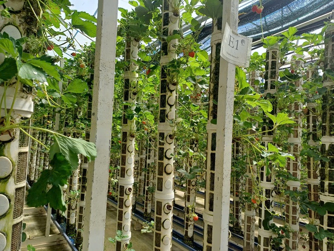Australia vows to support Viet Nam’s transition to sustainable, climate-resilient agriculture- Ảnh 4. Australia vows to support Viet Nam’s transition to sustainable, climate-resilient agriculture- Ảnh 4.