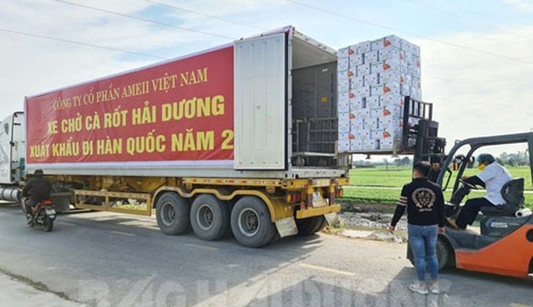 Hải Dương: Lô cà rốt đầu tiên năm 2022 ‘lên đường’ sang Hàn Quốc - Ảnh 1.