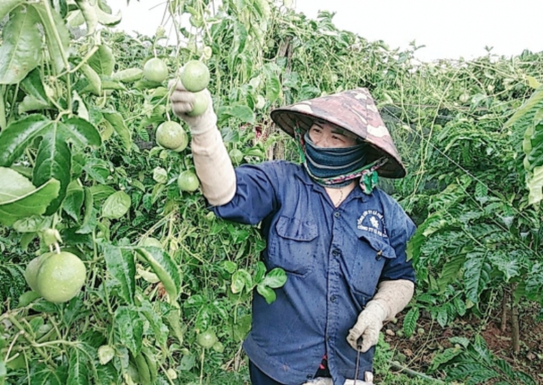 Hỗ trợ doanh nghiệp tạo tác động xã hội - Ảnh 1.