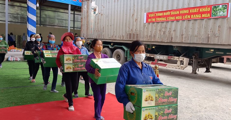 Lô bưởi Đoan Hùng đầu tiên xuất khẩu sang Nga - Ảnh 1.