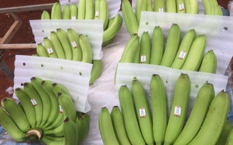 Nhật Bản nhập khẩu chuối từ Việt Nam tăng gần 40%