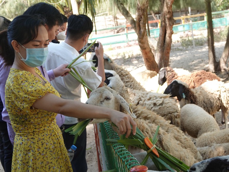 Bình Định tung chương trình &quot;hút&quot; khách du lịch mùa cuối năm - Ảnh 1.