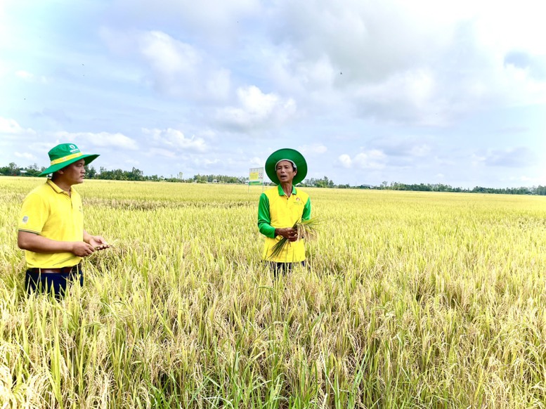 Mô hình sản xuất lúa hiện đại, đem lại nhiều lợi ích cho nhà nông - Ảnh 1.