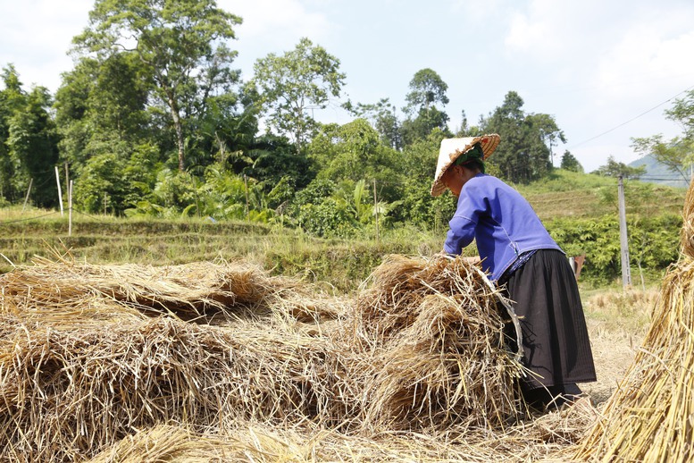 &quot;Hạ nhiệt&quot; nhập khẩu thức ăn chăn nuôi bằng chủ động nguyên liệu trong nước   - Ảnh 1.