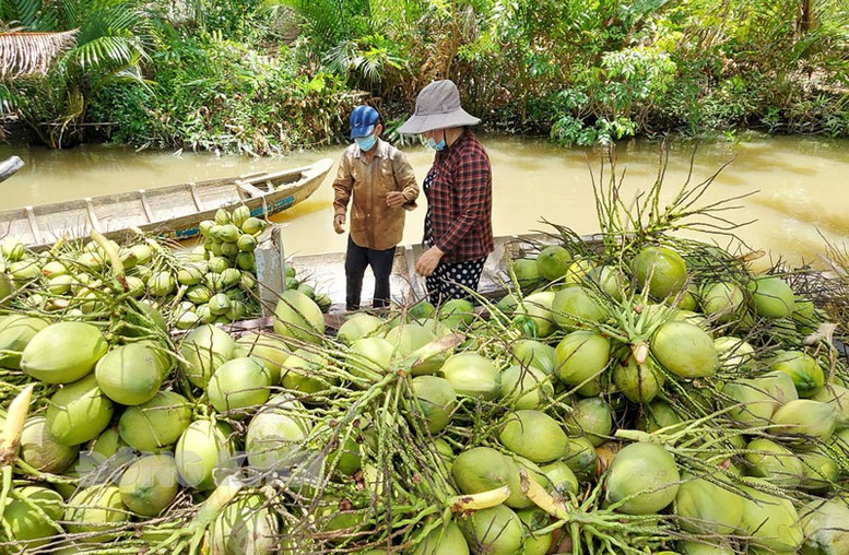 Bến Tre: Hướng đến hoàn thiện 8 chuỗi sản phẩm nông nghiệp chủ lực - Ảnh 1.