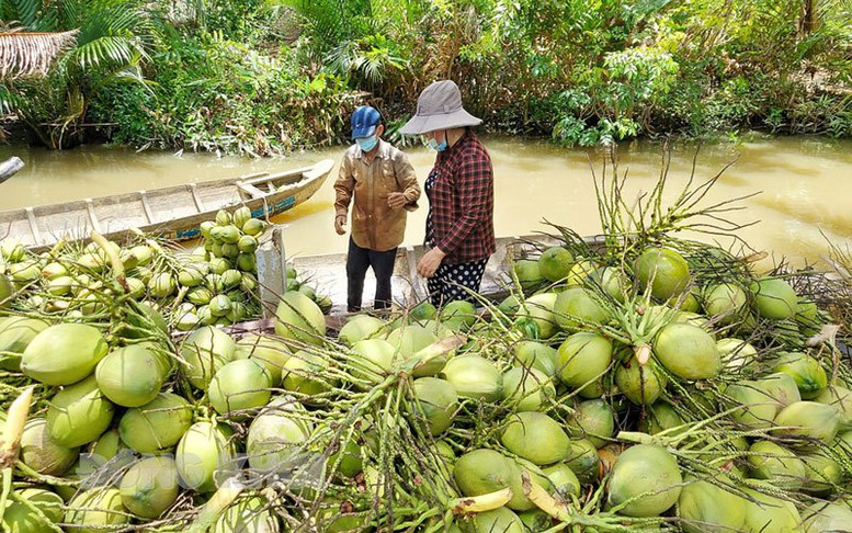 Bến Tre: Hướng đến hoàn thiện 8 chuỗi sản phẩm nông nghiệp chủ lực