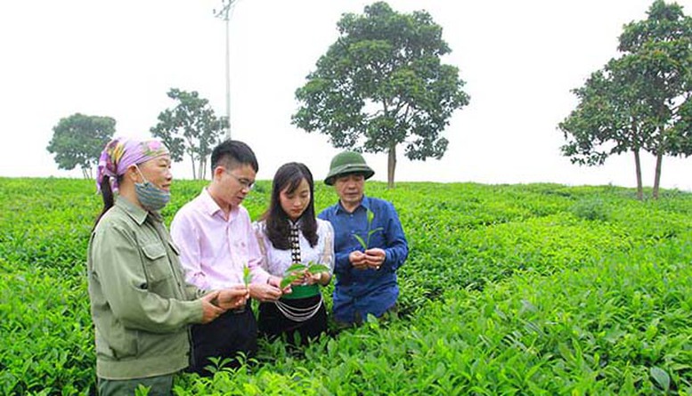 Nguồn lực giảm nghèo trụ cột trên 'cao nguyên' Mộc Châu - Ảnh 1.