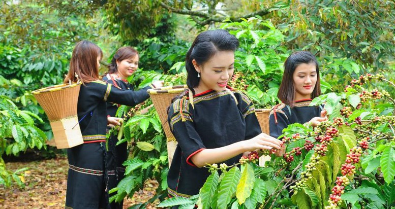 Việt Nam giữ vững vị thế là quốc gia cung ứng cà phê hàng đầu thế giới - Ảnh 1.