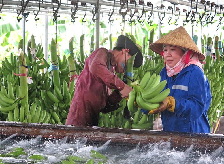 Chuyên nghiệp hóa để mở rộng thị trường xuất khẩu chuối - Ảnh 1.