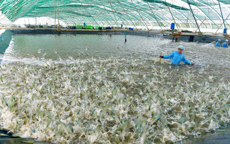 Cảnh báo tình trạng bán thuốc thú y thủy sản kém chất lượng trên mạng