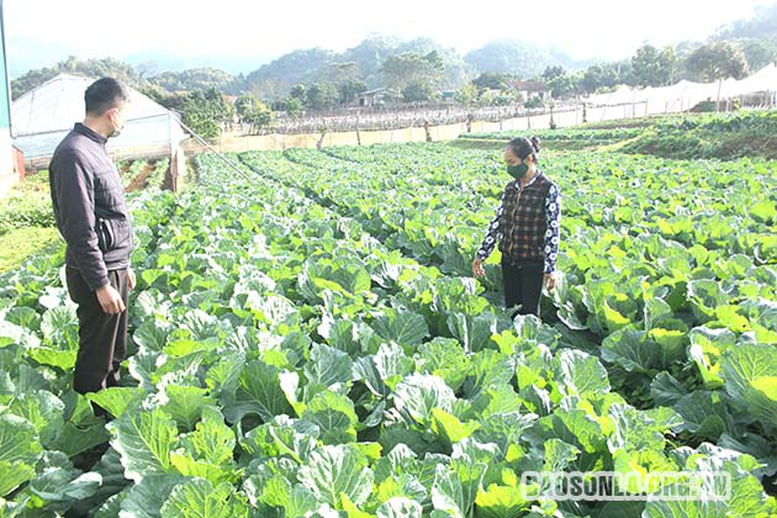 Kỳ 1: Sơn La sản xuất nông nghiệp hữu cơ, thực phẩm an toàn - Ảnh 1.