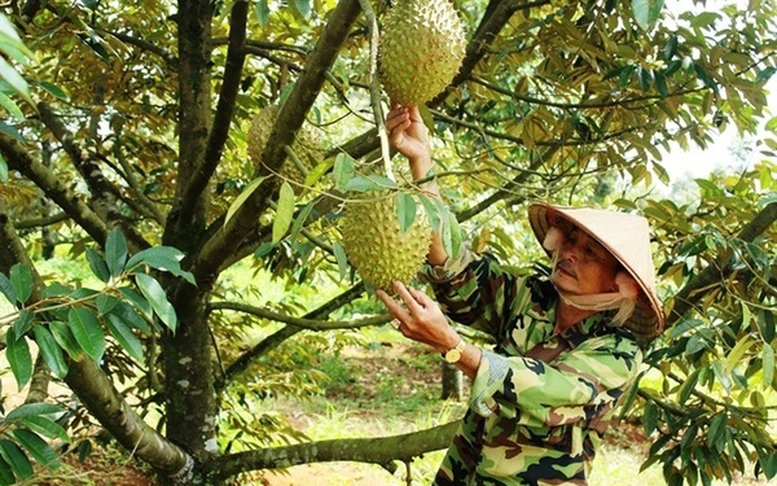 Xuất khẩu nông sản sang Trung Quốc: Lưu ý mã số vùng trồng