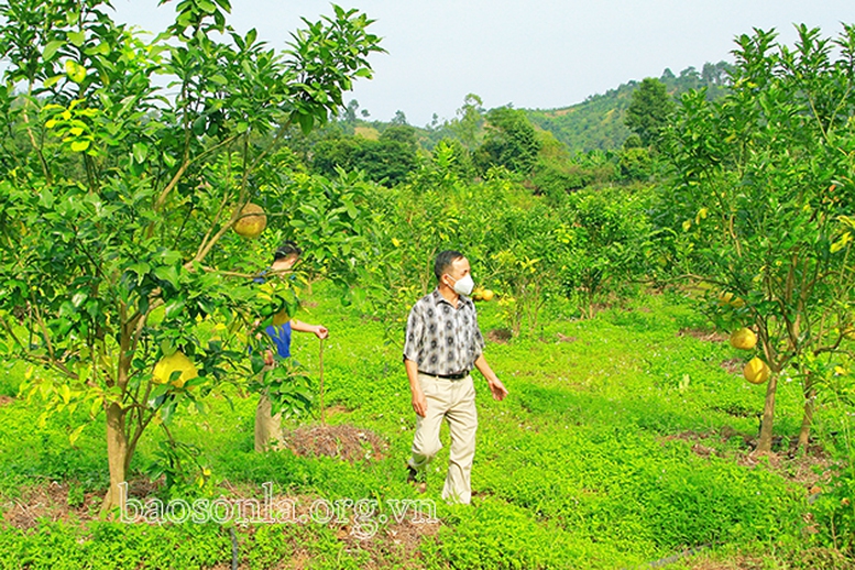 Kỳ 2: Cần những giải pháp đồng bộ sản xuất nông nghiệp hữu cơ ở Sơn La - Ảnh 1.