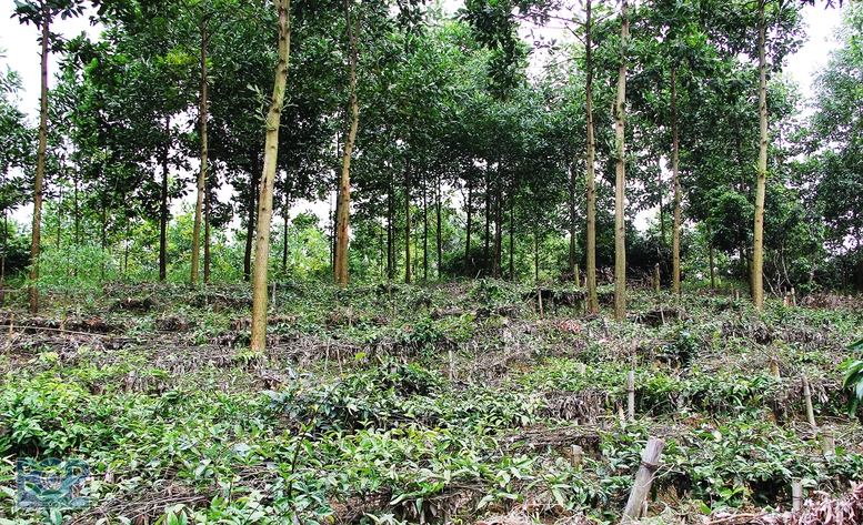 Xây dựng nông thôn mới từ huyện miền núi Sơn Động- tỉnh Bắc Giang - Ảnh 2.