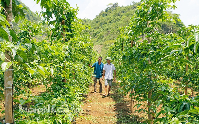 Kỳ I: Những thăng trầm trong phát triển cây chanh leo ở Sơn La