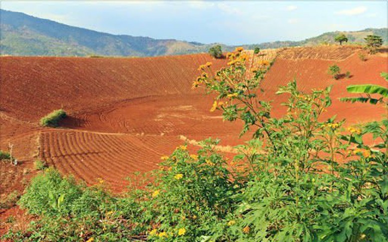 Đất khai hoang, xin cấp quyền sử dụng thế nào?