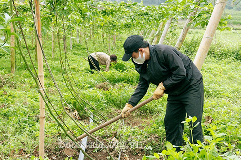 Bài 2: Tìm hướng đi mới cho phát triển cây chanh leo ở Sơn La - Ảnh 2.