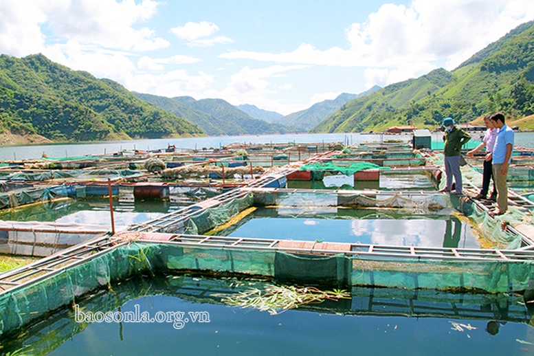 Sơn La linh hoạt trong sản xuất, tiêu thụ sản phẩm nông nghiệp - Ảnh 1.