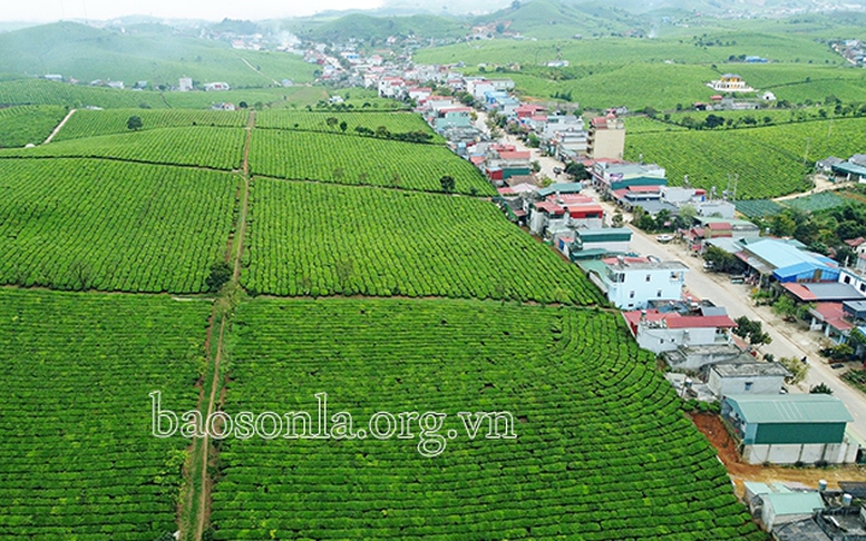 Kỳ I: 60 năm cây chè ươm mầm, bén rễ trên cao nguyên Mộc Châu