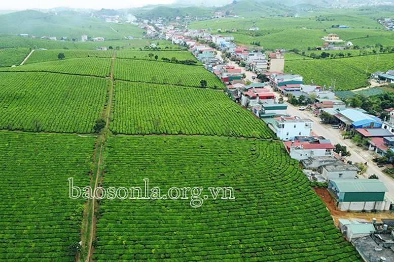 Kỳ I: 60 năm cây chè &quot;ươm mầm, bén rễ&quot; trên cao nguyên Mộc Châu - Ảnh 1.