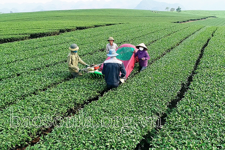 Kỳ 2: Nâng tầm giá trị cây chè cao nguyên Mộc Châu  - Ảnh 1.