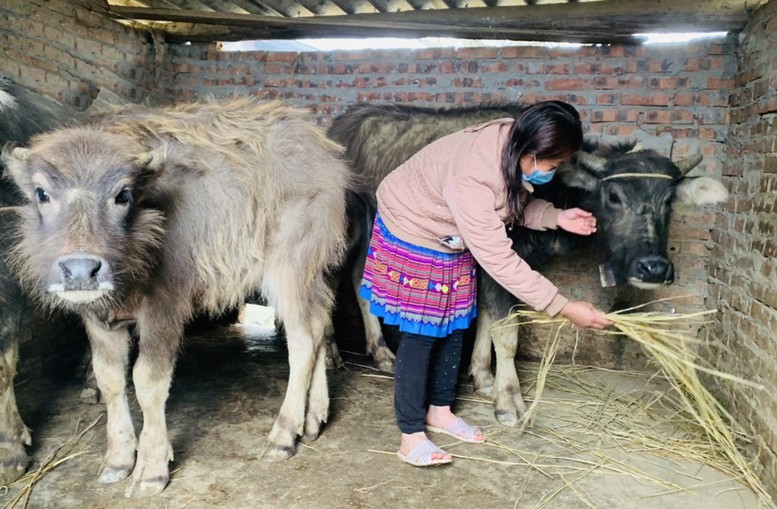 Hàng ngàn trâu, bò bị chết vì rét đậm, rét hại - Ảnh 1.