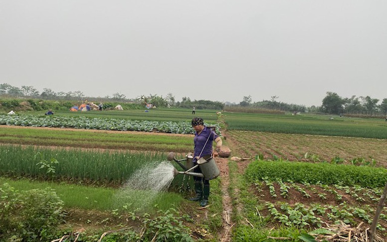 Quản lý chặt chẽ mã số vùng trồng