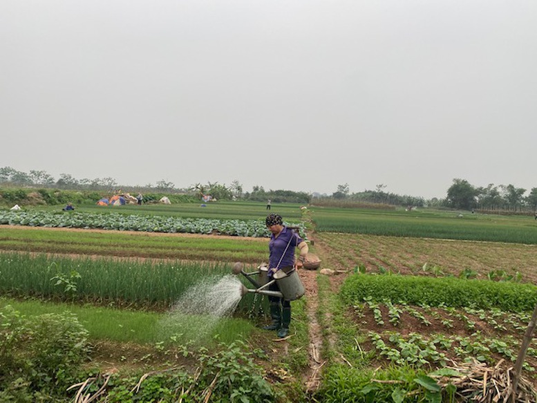 Quản lý chặt chẽ mã số vùng trồng   - Ảnh 1.