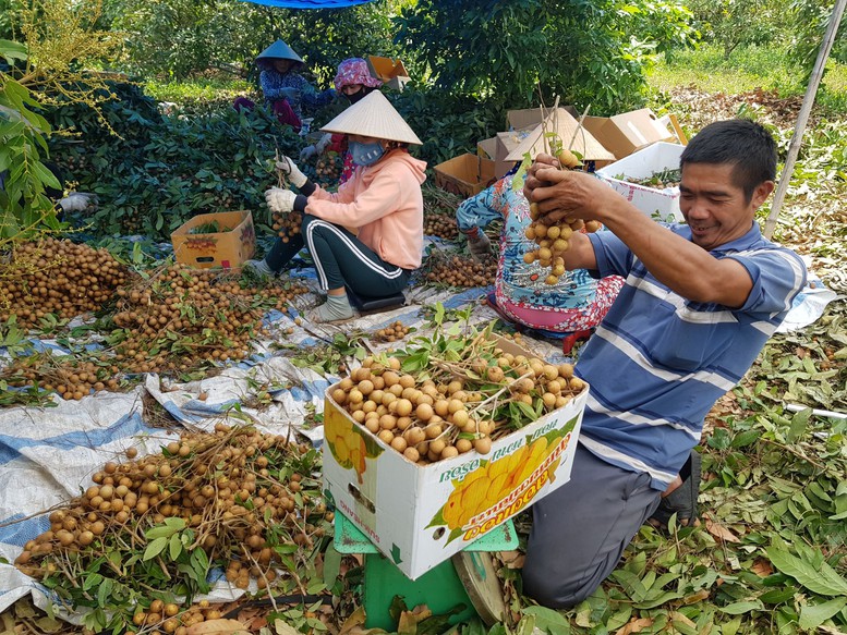 Thị xã Hòa Thành (Tây Ninh) hoàn thành nhiệm vụ xây dựng nông thôn mới - Ảnh 1.