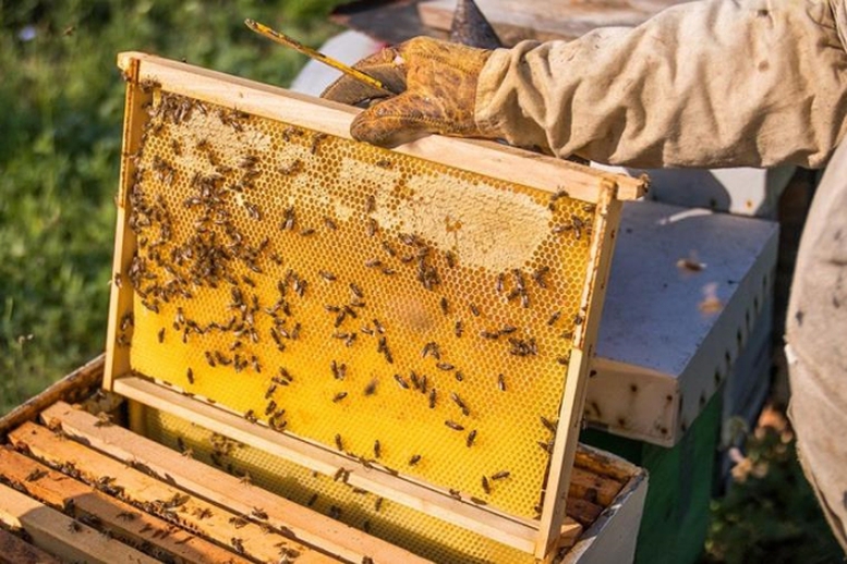 Hoa Kỳ giảm mạnh thuế chống bán phá giá với sản phẩm mật ong Việt Nam - Ảnh 1.