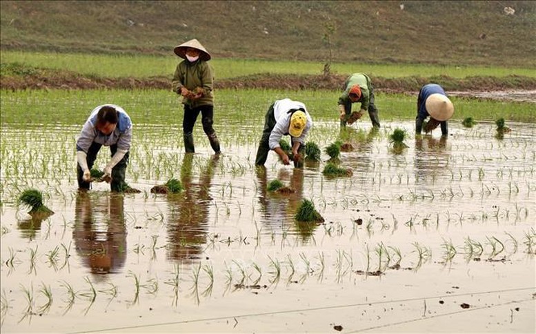 Tăng năng suất vụ Hè Thu   - Ảnh 1.