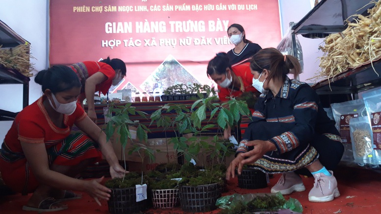 Kon Tum lần đầu tiên tổ chức phiên chợ sâm Ngọc Linh - Ảnh 3.