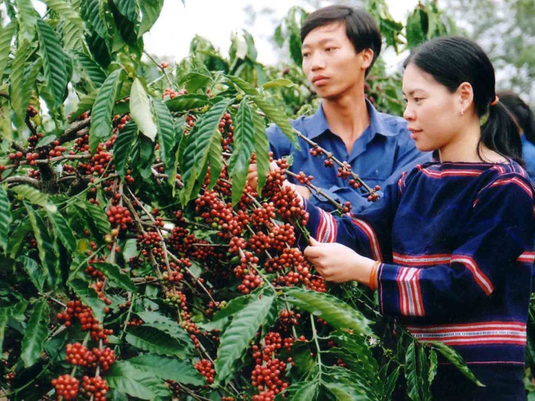 Đăk Lăk : Dư địa đầu tư vào lĩnh vực nông nghiệp còn rất lớn   - Ảnh 1.